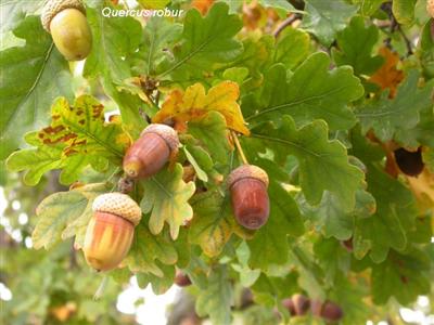 Quercus%20robur - بلوط (Oak) - متا